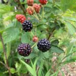 Blackberry: Green fruit to ripe fruit