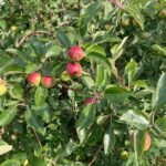 Apple (Pixie Crunch): Fruit Development