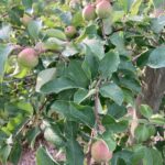 Apple (Rosalee): Fruit Development