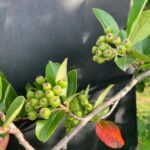 Aronia: Fruit Development