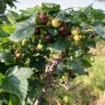 Black Currant: Green fruit to ripe fruit