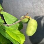 Paw Paw: Fruit Development