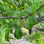 Peach: Fruit Development