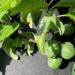 Plum: Fruit Development