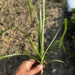 Figure 1. A yellow nutsedge plant taken from a strawberry field. Photo by J. Cerritos.