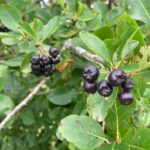 Aronia: Harvest – Ripe fruit