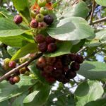 Aronia: Green fruit to ripe