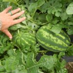 Watermelons: Fruit maturity