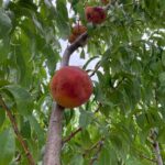 Peach: First harvest – Ripe fruit