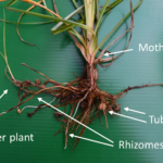 Figure 3. The structure of a yellow nutsedge plant. Photo by S. Meyers.