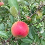 Apple (Rosalee): Maturation