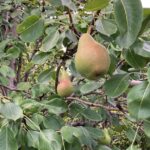 Pear: Maturation