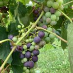 Grapes: Veraison