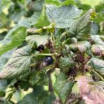 Black Currant: Harvest – Ripe fruit