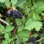 Blackberry: Green to ripe fruit