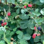 Blackberry: Green fruit to ripe