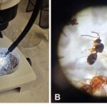 Figure 1. A petri dish containing insects collected in a spotted-wing drosophila Scentry jar monitoring trap (A) and a single, tiny parasitoid wasp in the family Figitidae (B).