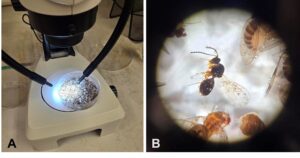 Figure 1. A petri dish containing insects collected in a spotted-wing drosophila Scentry jar monitoring trap (A) and a single, tiny parasitoid wasp in the family Figitidae (B).