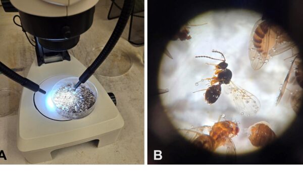 Exciting news from Spotted-wing drosophila monitoring traps