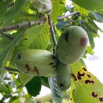 Paw Paw: Maturation