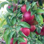 Apple (Rosalee): Maturation