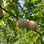 Plum: Fruit maturity