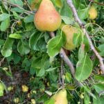 Pear: Maturation