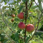 Apple (Rosalee): Maturation