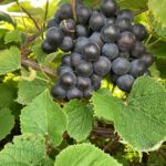 Grapes: second-third harvest