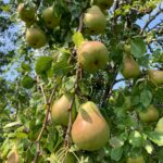 Pear: Maturation