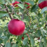 Apple (Pixie Crunch): Maturation/ Ripe