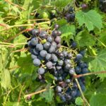 Grapes: Maturation