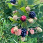 Blackberry: Maturation/ Ripe