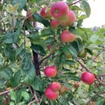 Apple (Pixie Crunch): Maturation