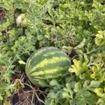 Watermelon: Maturation/ Ripe