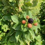 Blackberry: Green to ripe fruit