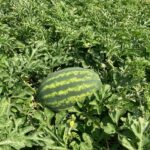 Watermelon: Fruit maturity