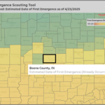 Weed emergence tool