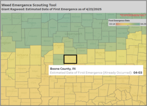 Weed emergence tool 