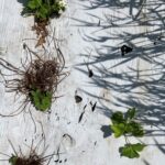 Strawberries: Bloom