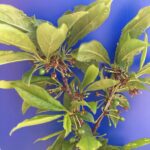 Plum: Fruit set