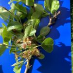 Pear: Petal fall