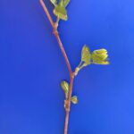 Grapes: 1-3in shoots