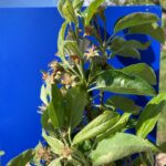 Apple (Pixie Crunch): Petal fall