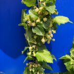 Black Currant: Bloom