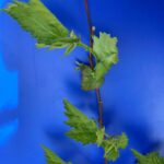 Blackberry: Pre-bloom