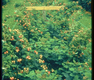 Interested in Planting Brambles?