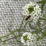 Fig 4: Syrphid fly on sweet alyssum flowers.