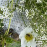 Fig 3: Halictid bee on strawberry flower