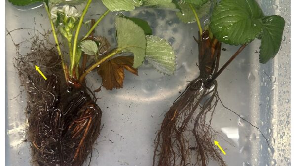 ‘J’ Rooting of Bare-root Strawberry Plants